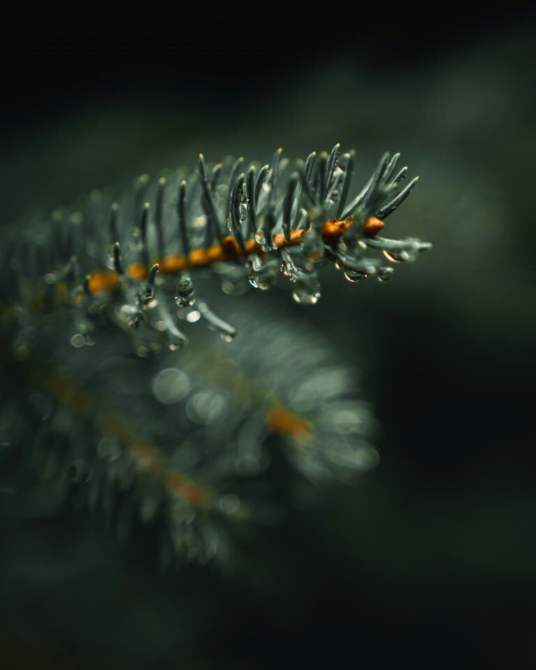 pin
